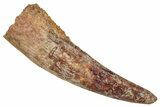 Large, Fossil Pterosaur (Siroccopteryx) Tooth - Morocco #354869-1